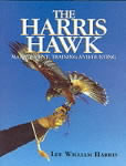 Harris Hawk